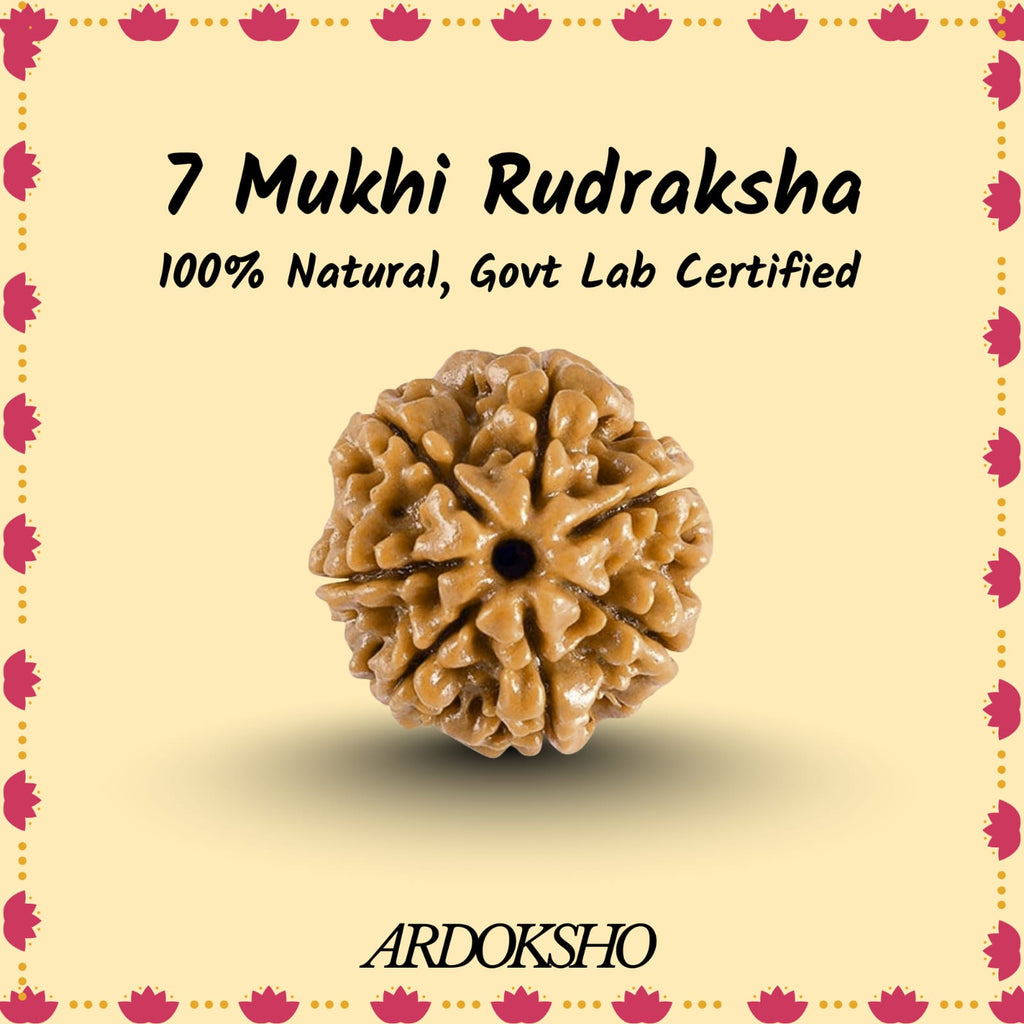 Siddh 7 Mukhi Original Rudraksha