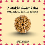 Siddh 7 Mukhi Original Rudraksha